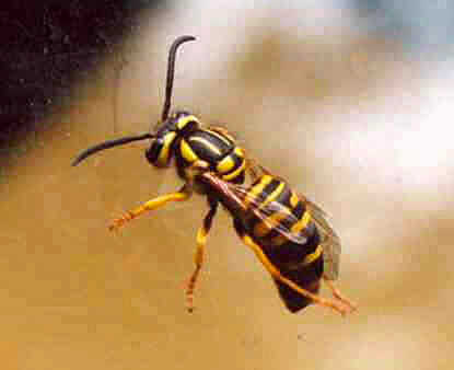 yellowjacket.jpg (20268 bytes)