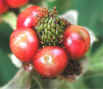 poorblackberry.jpg (82746 bytes)